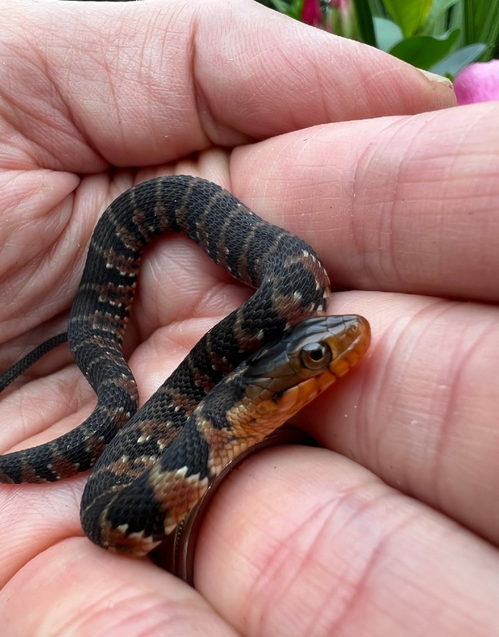 Florida Water Snake